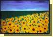 sonnenblumenfeld 100 x 80 cm .jpg (153,5 Kb)